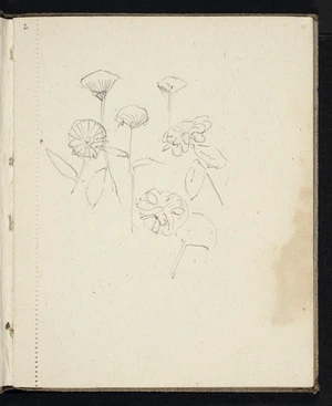 Hill, Mabel, 1872-1956 :[Flowers. ca 1950?]