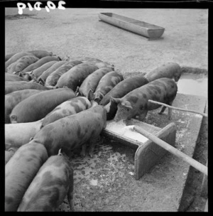 Pigs on a farm near Te Awamutu, Waikato