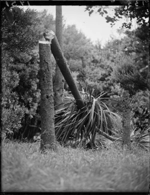 Vandalised cabbage tree at the Dominion Museum