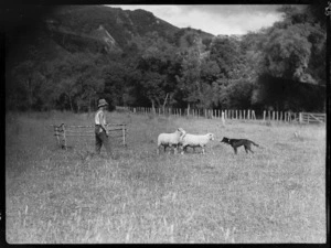 Man and dog rounding up sheep, Mangamahu