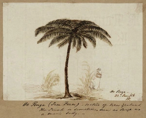 Pearse, John, 1808-1882 :He ponga. 22 d Jan [18]56 / J P. He ponga (tree fern) - native of New Zealand. The trunk is sometimes seen as large as a man's body.
