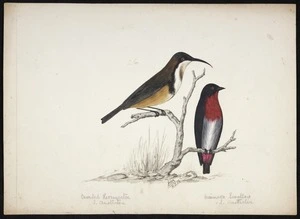 Backhouse, John Philemon 1845-1908 :Bearded honey-eater, S[outh] Australia & Crimson Swallow, S[outh] Australia. 4/7/ [18]73