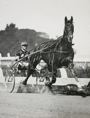 Jockey in trotting sulky driving horse 'Indianapolis'