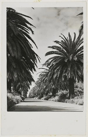 Phoenix palm trees lining the walkway at Ellerslie Racecourse