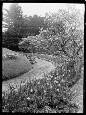 Spring flowers, Wellington Botanic Garden