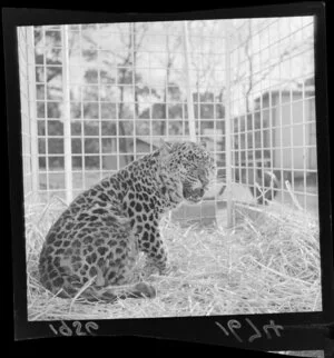 Leopard in a cage at Wellington [zoo?]