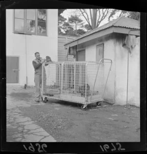 Unidentified man with a leopard in a cage and a monkey sitting on top, Wellington [zoo?]