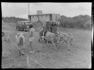 Volkswagen combi van and children with a donkey cart, Paraparaumu, Wellington