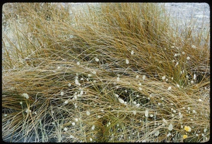 Coastal plants, Wairarapa