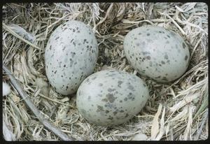 Three speckled eggs in a nest, White Rock, Wairarapa