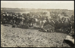 Mule transport at No 2 Outpost, after the August advance, Gallipoli Peninsula, Turkey, during World War I