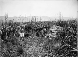 Cutting flax on the Makurerua swamp for the Miranui flaxmill near Shannon