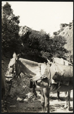 Mule used for transporting water, Anzac Cove, Gallipoli Peninsula, Turkey, during World War I