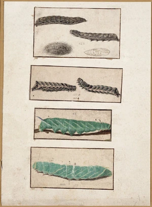 [Abbot, John] 1751-1840 :[Larvae, a pupa and a cocoon. ca 1830]