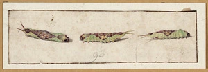 [Artist unknown :[Larvae. ca 1830]