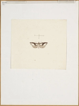 [Abbot, John] 1751-1840 :[Brown and white moth. ca 1830]