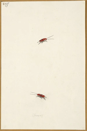 [Abbot, John] 1751-1840 :[Two red beetles]. Georgia. [ca 1830]