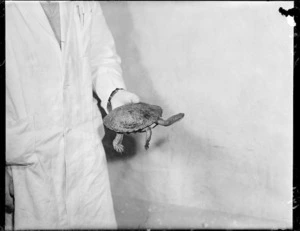 Turtle found in Wellington Harbour