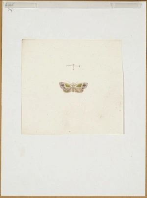 [Abbot, John] 1751-1840 :[Purple and green moth. ca 1830]