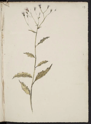 [Hodges, William] 1744-1797 :[Daisy. 1773?]