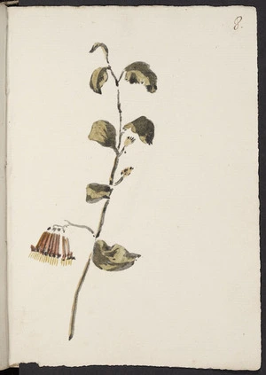 [Hodges, William] 1744-1797 :Loranthus. [1773?]