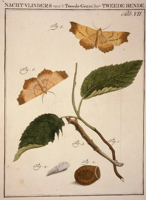 [Schellenberg, Johann Rudoph] 1740-1806. Attributed works :Nacht-vlinders van't tweede gezin der tweede bende. Tab. VIII. [Amsterdam?, 1790s?]