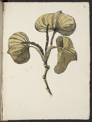 [Hodges, William] 1744-1797 :[Piper latifolium. 1773?]