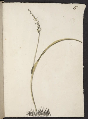 [Hodges, William] 1744-1797 :Single-leaved orch[id. 1773?]