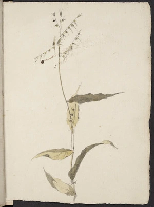[Hodges, William] 1744-1797 :[Unidentified plant. Between 1772 and 1775]