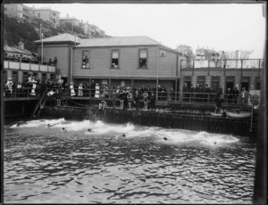 Te Aro Baths, Oriental Bay, Wellington, during the Wellington Centre Swimming Sports
