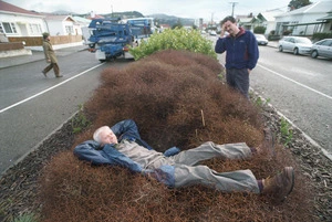 Rare plant totoraro (Muehlenbeckia astonii) growing in a traffic island - Photograph taken by Craig Simcox