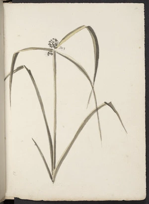 [Hodges, William] 1744-1797 :[Sedge - kyllingia monocephala. 1773?]