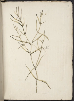 [Hodges, William] 1744-1797 :[Oldenlandia tenuifolia. 1773?]