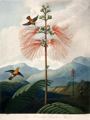 Reinagle, Philipp, 1749-1833 :Large flowering sensitive plant [Mimosa grandiflora]. Reinagle pinxit; Stadler sculpsit. London, published 1 Dec 1799 by Dr Thornton.