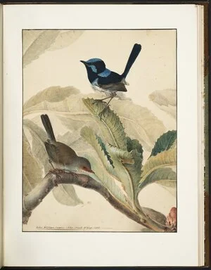 A natural history of the birds of New South Wales : collected, engraved and faithfully painted after nature / by John William Lewin.