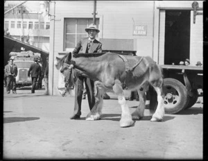 Double-jointed Clydesdale horse