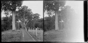 Bush tramway at John Murdoch and Company, Waitati, Dunedin