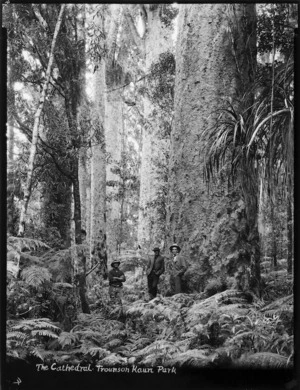 The Cathedral, a group of kauri trees in Trounson Kauri Park, Kaipara district, Northland