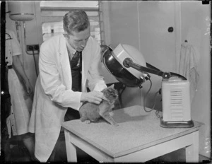 Cat receiving treatment from the SPCA