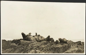 Seals on the north coast of the Chatham Islands - Photograph taken by Owen C Mitchell