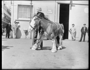 Double-jointed Clydesdale horse