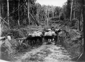 Wool bales being transported on horseback, through bush