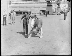 Double-jointed Clydesdale horse