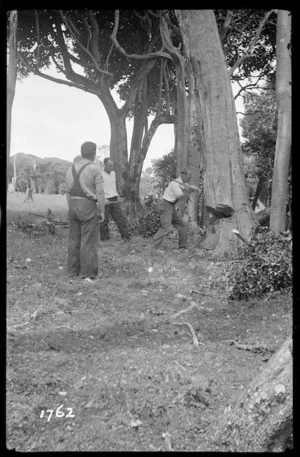 Felling a tree, Chatham Islands - Photograph taken by J Williamson