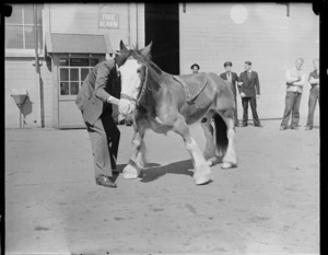 Double-jointed Clydesdale horse