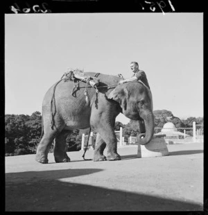 Elephant at Wellington Zoo
