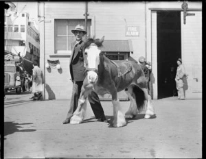 Double-jointed Clydesdale horse