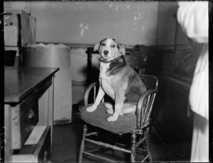 Dog which visited the Union Steamship Company