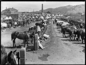 Scene at the Mount Cook Barracks, Wellington, during the 1913 waterfront strike, showing horses for the Mounted Special Police