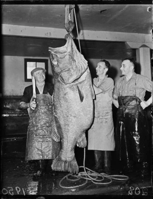 Men with 234-pound bass fish caught in Cook Strait, Wellington